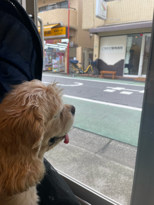 サラっぴ的受難の日々、その二_b0067012_01364549.jpg