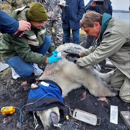 ロシア極北・ディクソン(Диксон) の村付近で重傷のホッキョクグマが発見され、緊急治療のためノリリスク経由でモスクワへ移送の見通し_a0151913_21315900.jpg