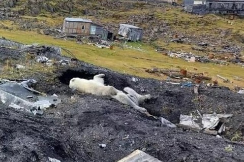ロシア極北・ディクソン(Диксон) の村付近で重傷のホッキョクグマが発見され、緊急治療のためノリリスク経由でモスクワへ移送の見通し_a0151913_22333260.jpg