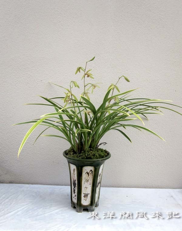 玉花蘭「麗宝」　　　　　　　　　　No.2221_d0103457_00072825.jpg