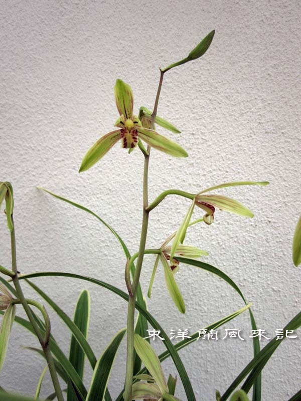 玉花蘭「麗宝」　　　　　　　　　　No.2221_d0103457_00074897.jpg