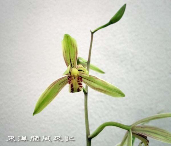 玉花蘭「麗宝」　　　　　　　　　　No.2221_d0103457_00075669.jpg