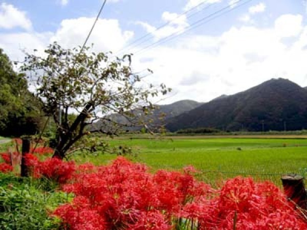 玉花蘭「麗宝」　　　　　　　　　　No.2221_d0103457_00273831.jpg