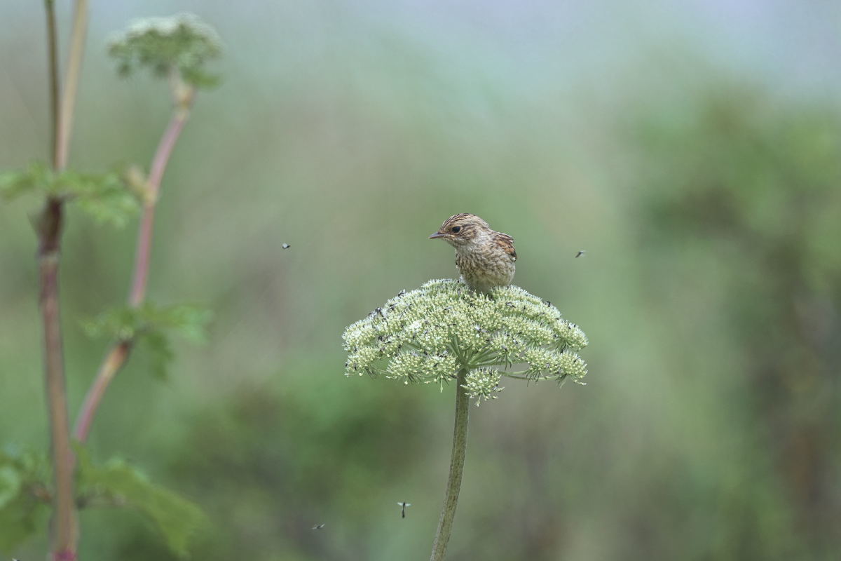 ノビタキ幼鳥の自立_d0125872_22413609.jpg