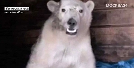 ロシア極北・ディクソン(Диксон) の村付近で重傷のホッキョクグマが発見され、緊急治療のためノリリスク経由でモスクワへ移送の見通し_a0151913_06232216.jpg
