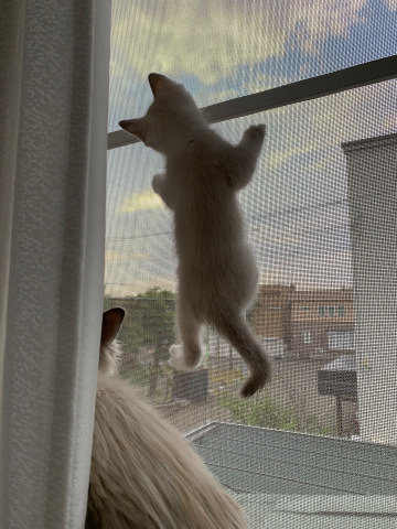 ちびっちーたち_b0340621_17071090.jpeg
