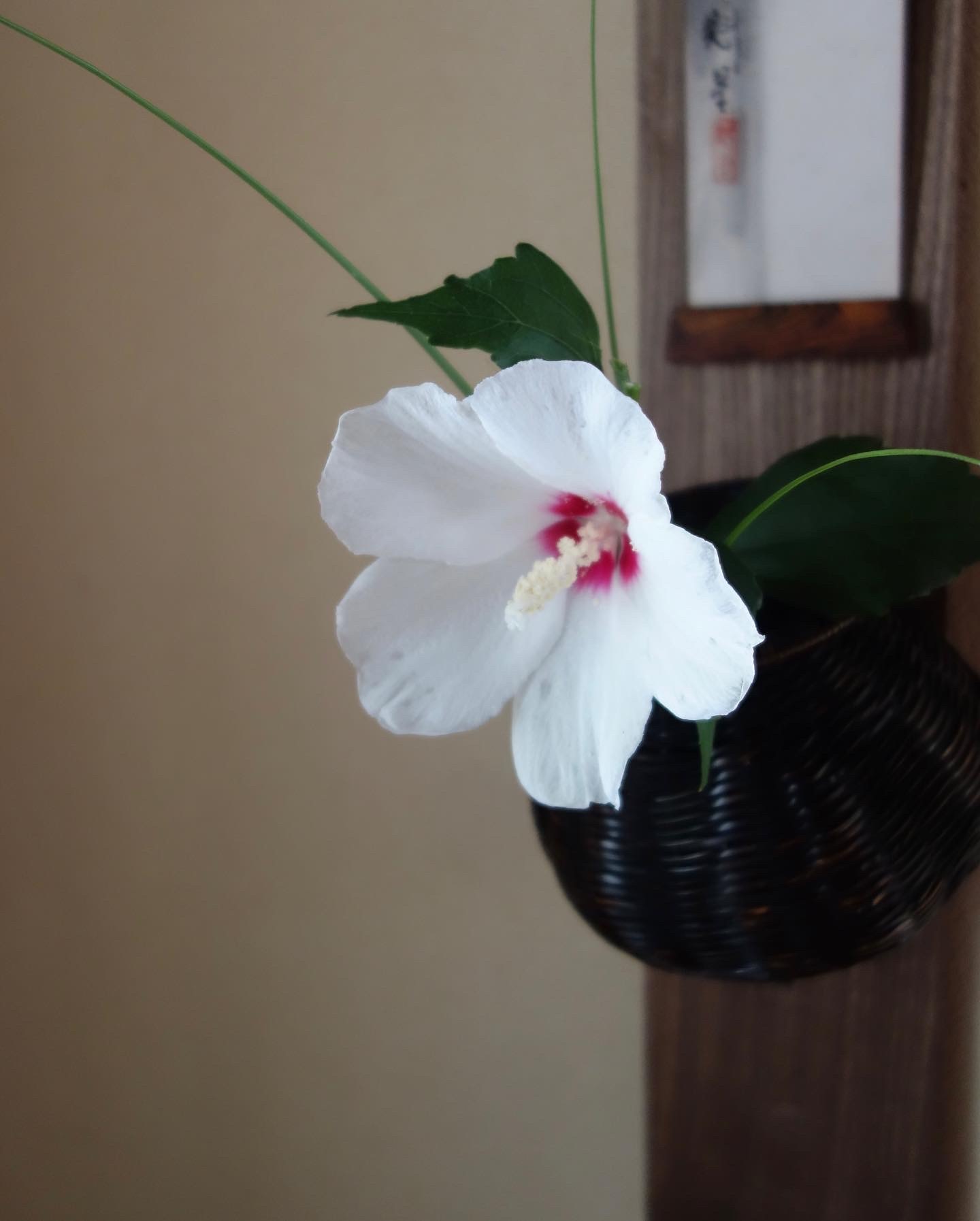 晩夏の花達と吉田佳道さんの花籠_a0197730_14472117.jpg