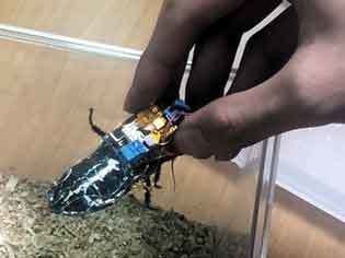 『日本 太陽電池搭載のサイボーグ昆虫を開発』／   時事ドットコム_b0003330_00095807.jpg