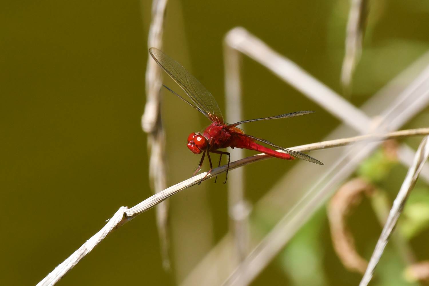トンボ シオカラトンボ 墨田区公式ホームページ