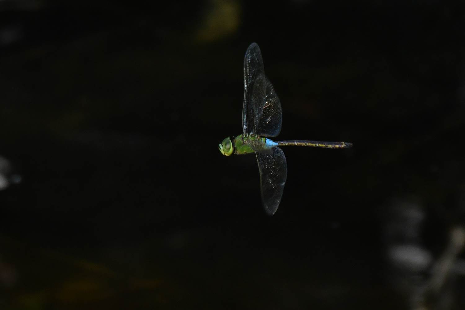 トンボ シオカラトンボ 墨田区公式ホームページ