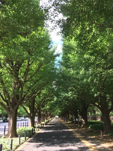 表参道から246沿い外苑前→神宮外苑のイチョウ並木→信濃町_b0417696_23235828.jpeg