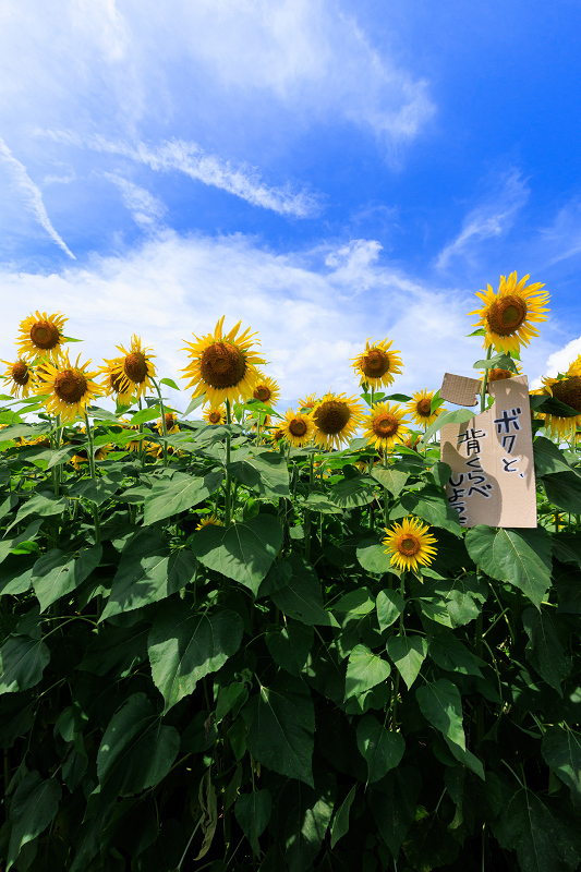 2022夏の花畑　大中のひまわり畑（近江八幡市）_f0155048_19594936.jpg