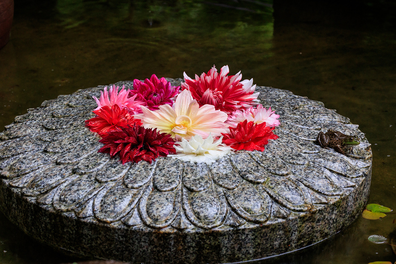 天竺牡丹の池とツルアジサイ咲く岡寺_f0155048_22492852.jpg