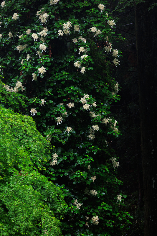 天竺牡丹の池とツルアジサイ咲く岡寺_f0155048_22551445.jpg