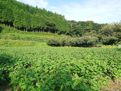 栗の王様『利平栗』令和4年度の先行予約の受付スタート!熊本県菊池市で無農薬、無化学肥料で育てた利平栗_a0254656_18192795.jpg