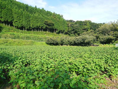 栗の王様『利平栗』令和4年度の先行予約の受付スタート！熊本県菊池市で無農薬、無化学肥料で育てた利平栗_a0254656_18192795.jpg