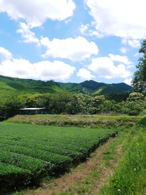 栗の王様『利平栗』令和4年度の先行予約の受付スタート！熊本県菊池市で無農薬、無化学肥料で育てた利平栗_a0254656_18312466.jpg