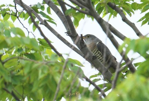 舎人公園でツツドリ : jun爺