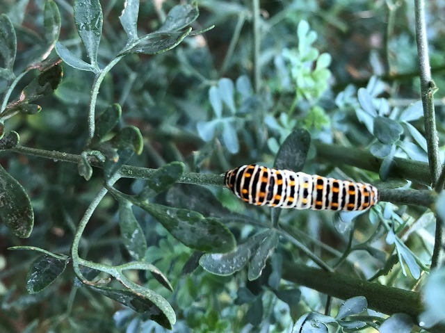 キアゲハの食草について 考察_c0124100_14051199.jpg