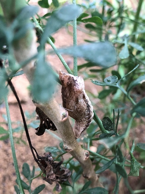 キアゲハの食草について 考察_c0124100_14052065.jpg