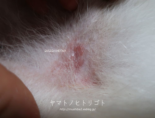 再発アトピーと折れた歯_e0394031_06320907.jpg
