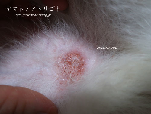 再発アトピーと折れた歯_e0394031_06321210.jpg