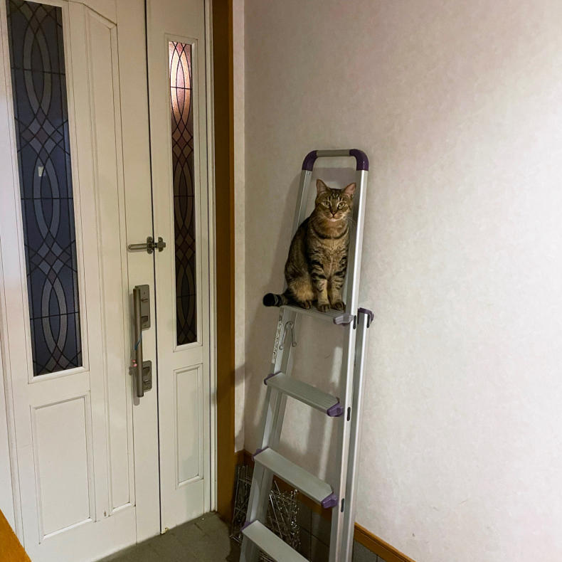 脚立があったら_d0355333_22443780.jpg