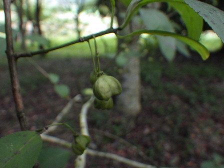 秋の植物、昆虫や鳥も_a0123836_16443632.jpg