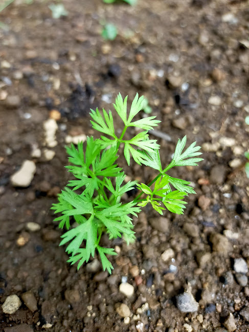 島らっきょうの植え付け_d0345667_17293062.jpg