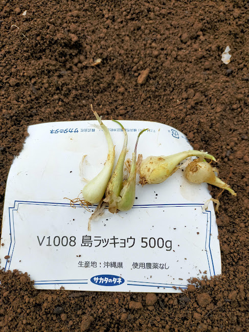 島らっきょうの植え付け_d0345667_17300487.jpg