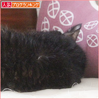 究極のすまん寝_a0389088_13542526.jpg