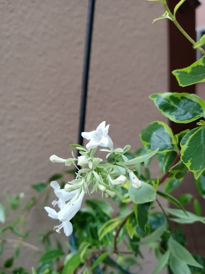 たまには書こう自分の庭･････初秋の庭_b0331802_00474312.jpg