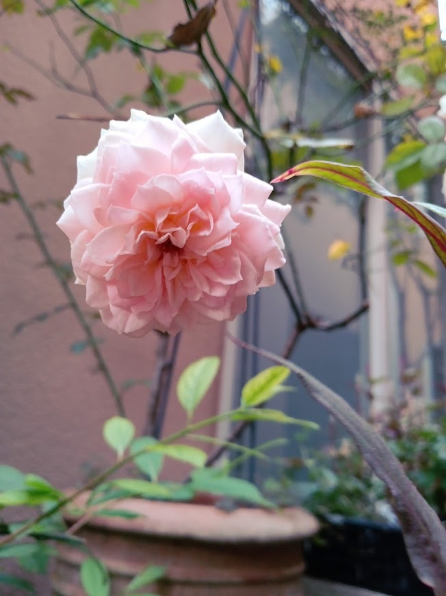 たまには書こう自分の庭･････初秋の庭_b0331802_00474691.jpg