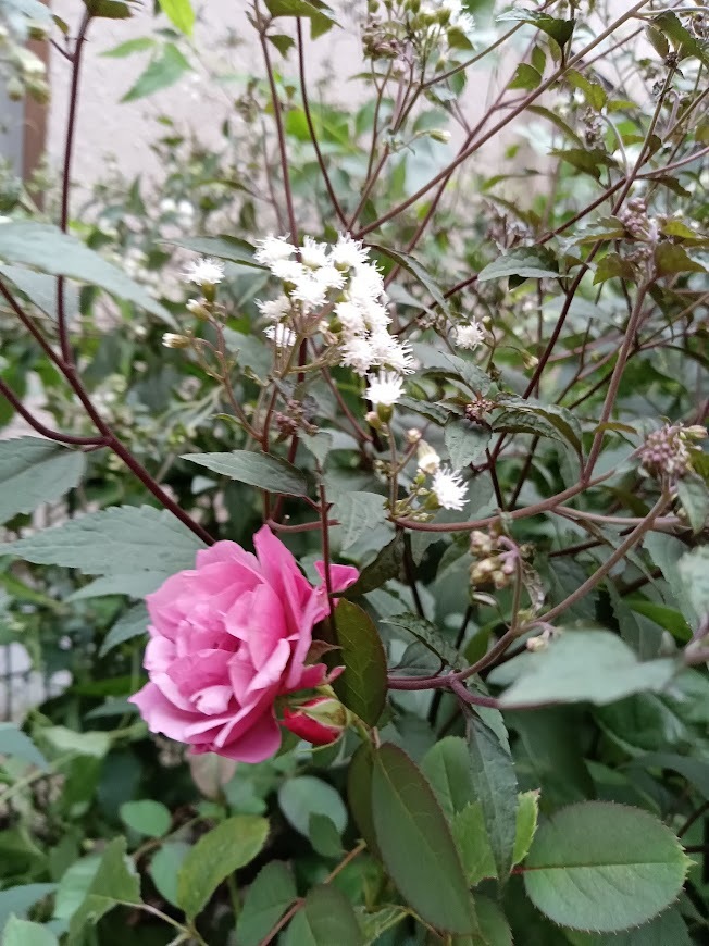 たまには書こう自分の庭･････初秋の庭_b0331802_00474811.jpg