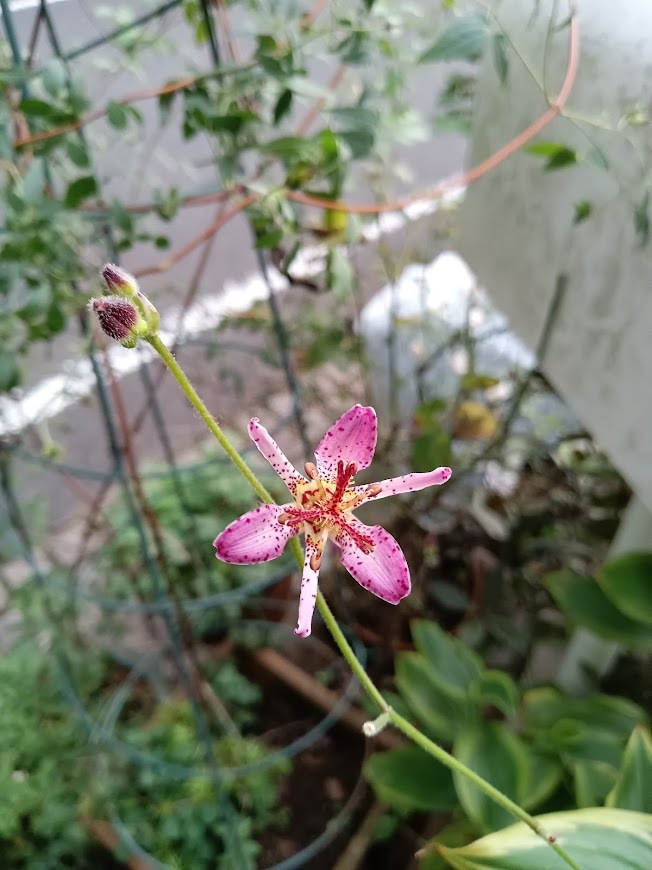 たまには書こう自分の庭･････初秋の庭_b0331802_00475328.jpg