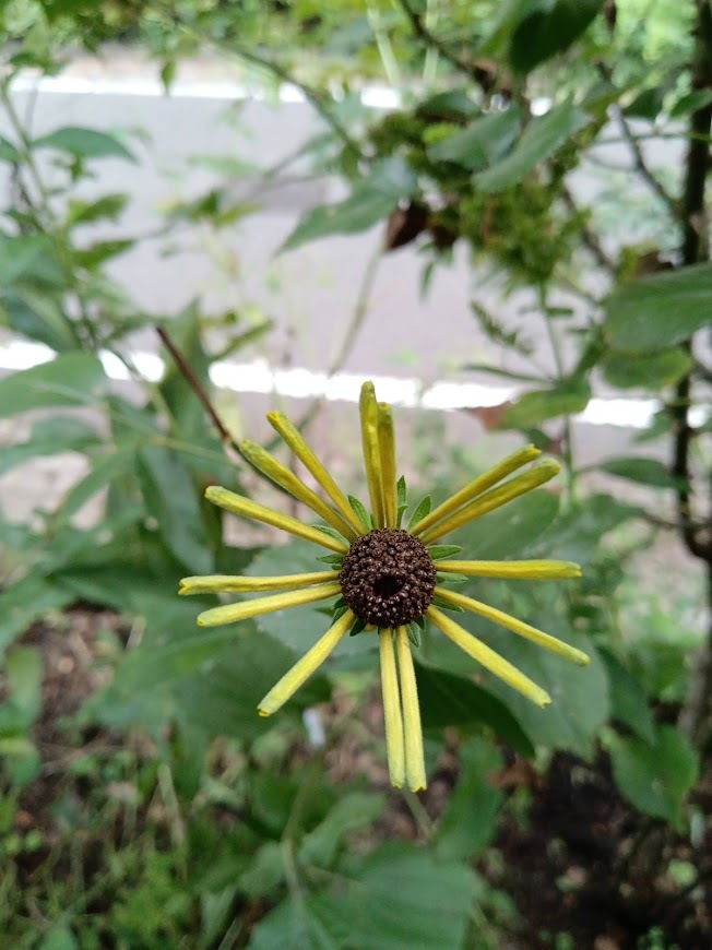たまには書こう自分の庭･････初秋の庭_b0331802_00475613.jpg