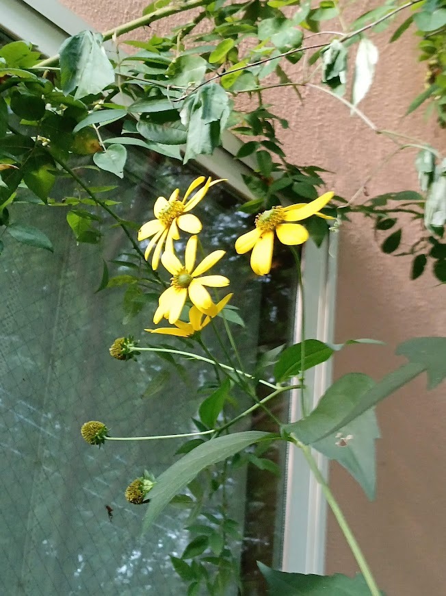たまには書こう自分の庭･････初秋の庭_b0331802_00475963.jpg