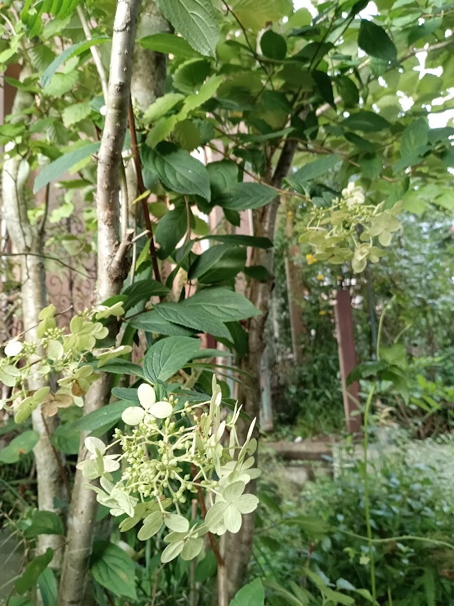 たまには書こう自分の庭･････初秋の庭_b0331802_00550460.jpg