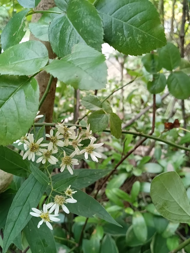 たまには書こう自分の庭･････初秋の庭_b0331802_00551076.jpg