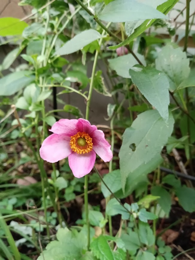 たまには書こう自分の庭･････初秋の庭_b0331802_00551311.jpg