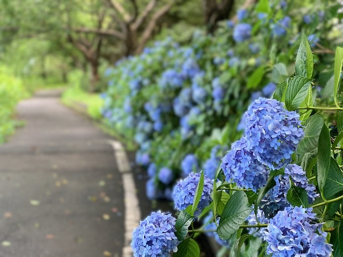 ピンクの小花が房になって咲く夏の花→ボタンクサギ、シモツケ、シモツケソウ（牡丹臭木、木下野、下野草） : 世話要らずの庭