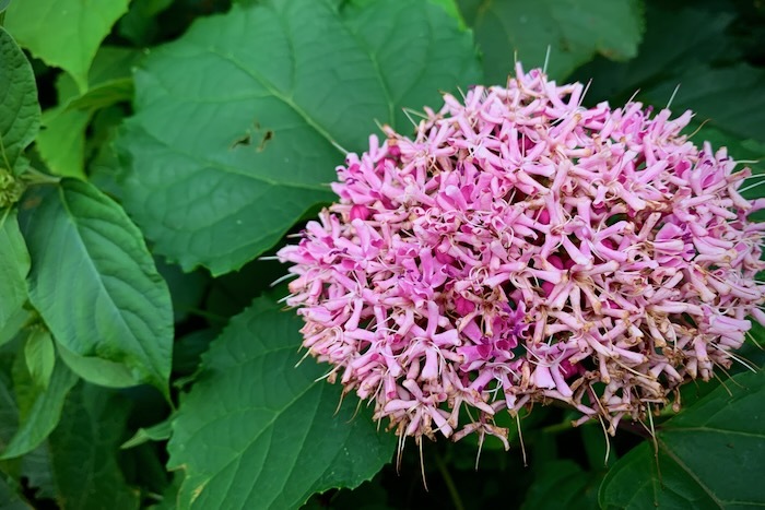 ピンクの小花が房になって咲く夏の花 ボタンクサギ シモツケ シモツケソウ 牡丹臭木 木下野 下野草 世話要らずの庭