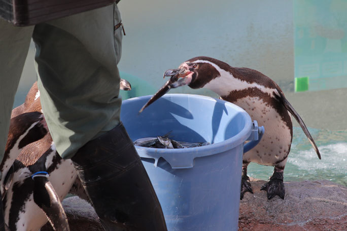 白い フンボルトペンギン ユズ 物怖じしなさすぎるカラス 東武動物公園 April 21 続々 動物園ありマス