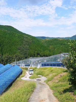 デコポン(肥後ポン) 摘果&玉吊り作業後の成長の様子(2022) 匠の水管理で今年も順調に成長中!_a0254656_17304057.jpg