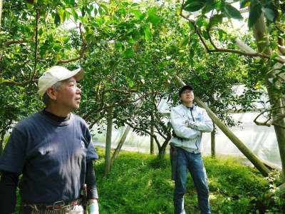 デコポン(肥後ポン) 摘果&玉吊り作業後の成長の様子(2022) 匠の水管理で今年も順調に成長中!_a0254656_17554324.jpg