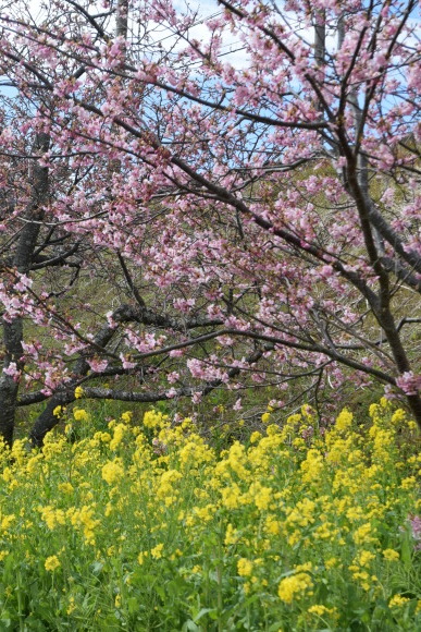 ♪ ダニエル フライング気味の河津桜&#127800;～(*^。^*) ♪_b0242873_09285206.jpg