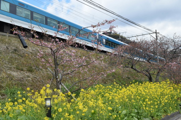 ♪ ダニエル フライング気味の河津桜&#127800;～(*^。^*) ♪_b0242873_09313730.jpg