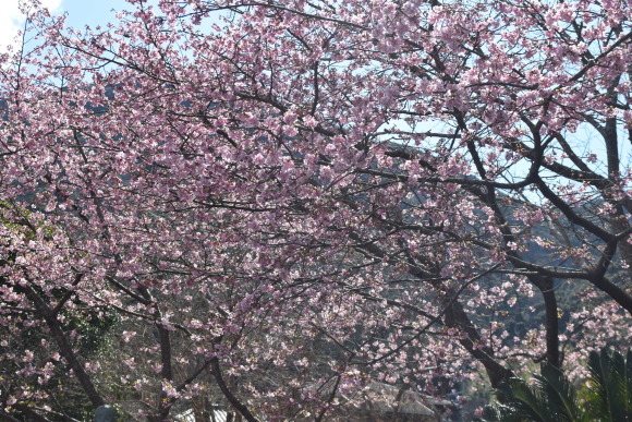 ♪ ダニエル フライング気味の河津桜&#127800;～(*^。^*) ♪_b0242873_09482558.jpg