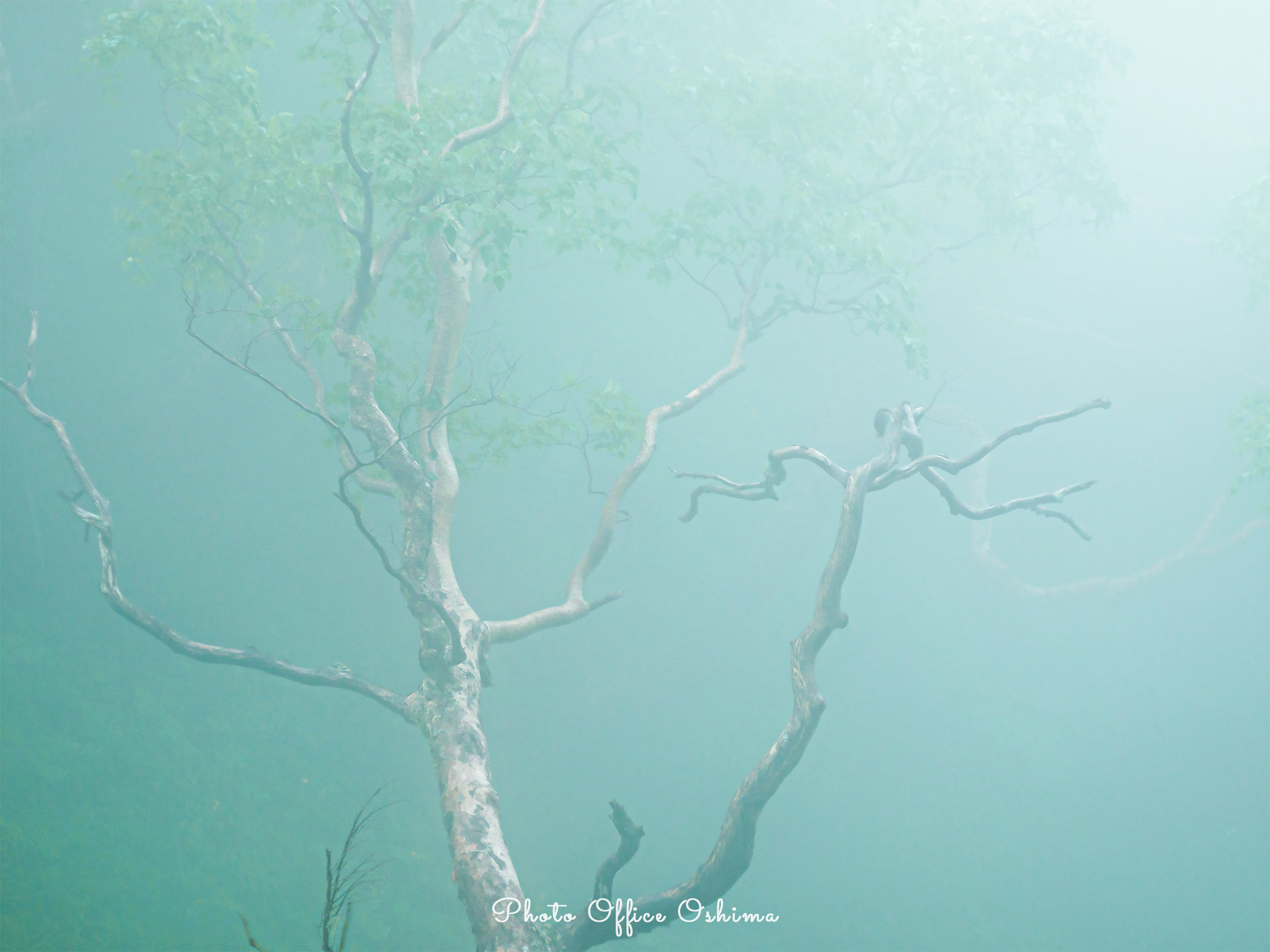 Foggy_f0361287_23061971.jpg