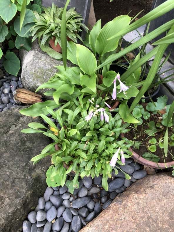 秋の草花_a0129492_09374428.jpeg